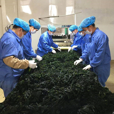 Ingredientes normais Alga verde escuro Alga seca cheiro fragante Alga seca cortada Wakame
