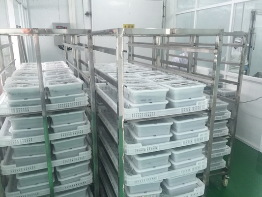 Japão Chuka Wakame congelado Salada de algas orgânicas Tipo de cultivo Instruções normais