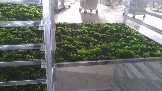 Malásia Alga Ulva Flocos de Alga Aonori Secos Flocos de Alga Variedade Laver