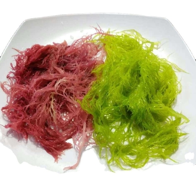 Algas marinhas secas congeladas Tosaka em estilo verde-vermelho aromatizado temperado