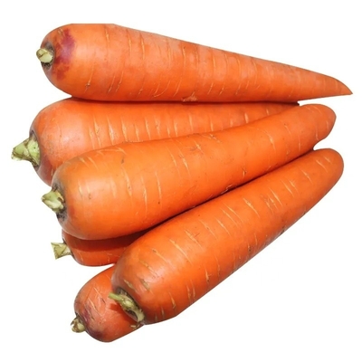 4 kg cenouras naturais vegetais frescos umbeliferos sem vegetais