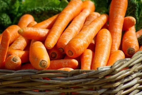 4 kg cenouras naturais vegetais frescos umbeliferos sem vegetais