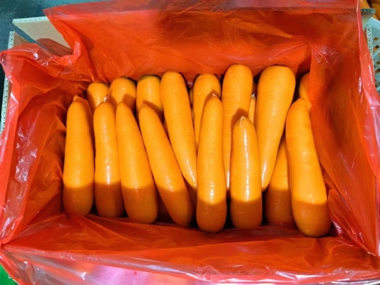 4 kg cenouras naturais vegetais frescos umbeliferos sem vegetais