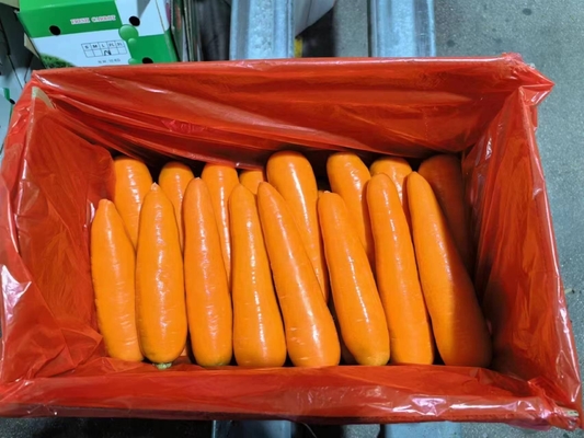 4 kg cenouras naturais vegetais frescos umbeliferos sem vegetais