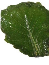 Folhas frescas de bambu 24 meses Garantida vida útil