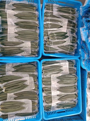 Faça bolinhos de arroz deliciosos com folhas frescas de bambu embaladas a vácuo