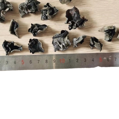 Tipo de armazenamento secado a frio Fungo negro seco cultivado para medicina tradicional chinesa