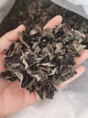 Tipo de armazenamento secado a frio Fungo negro seco cultivado para medicina tradicional chinesa