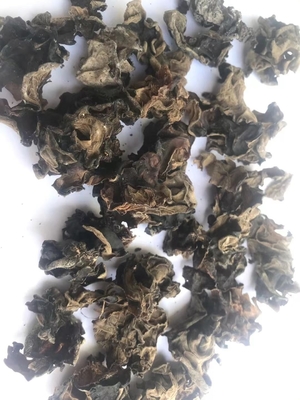 Fonte Cultivado Fragmento Seco Negro AGARICO Fungo 24 meses Prazo de validade