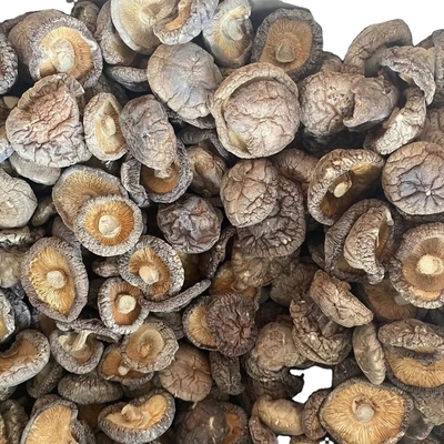 Extracto de cogumelo de casca de leão castanho Cogumelo de shiitake seco 1 kg/saco