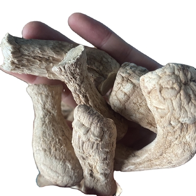 Cogumelos a granel Champignon Shiitake Cabeça para cogumelos Shiitake secos