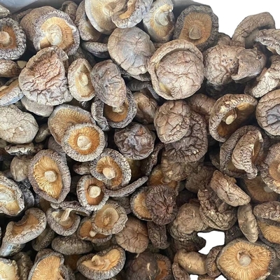 Cogumelos a granel Champignon Shiitake Cabeça para cogumelos Shiitake secos